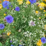 Bed and breakfast Petit Manoir De La Berthenlaire 3*