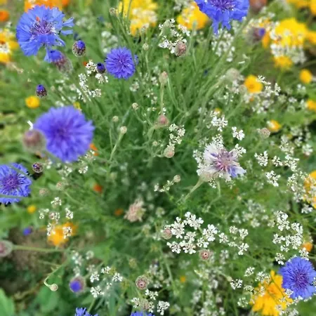 Alojamento de Acomodação e Pequeno-almoço Petit Manoir De La Berthenlaire 3*
