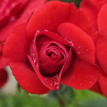 Petit Manoir De La Berthenlaire Baincthun